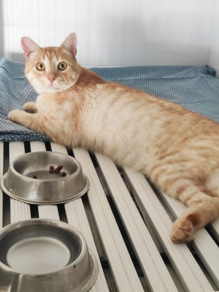 Orange, dolcissimo gattino paralizzato cerca adozione del cuore - media 8
