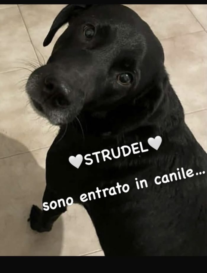 Strudel dolce cagnolino e’ finito in canile