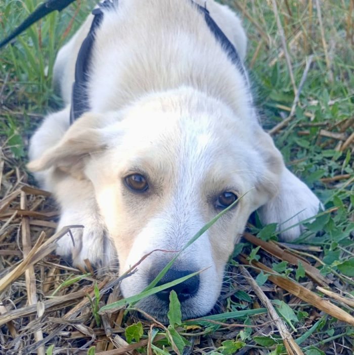 Adele, simil labradorina