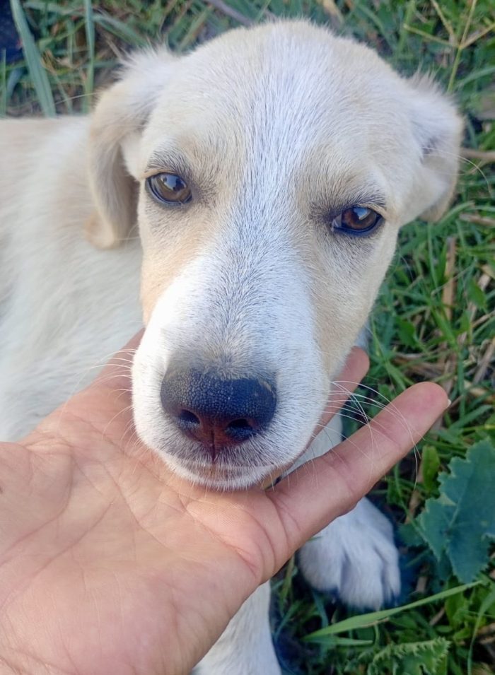 Adele, simil labradorina