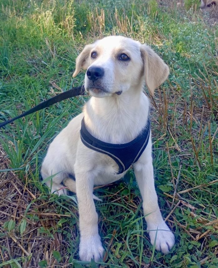 Adele, simil labradorina
