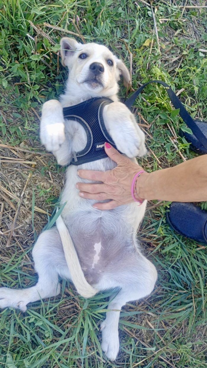 Adele, simil labradorina - media 4