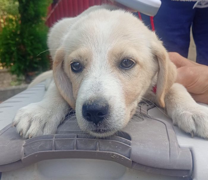 Adele, simil labradorina - media 5