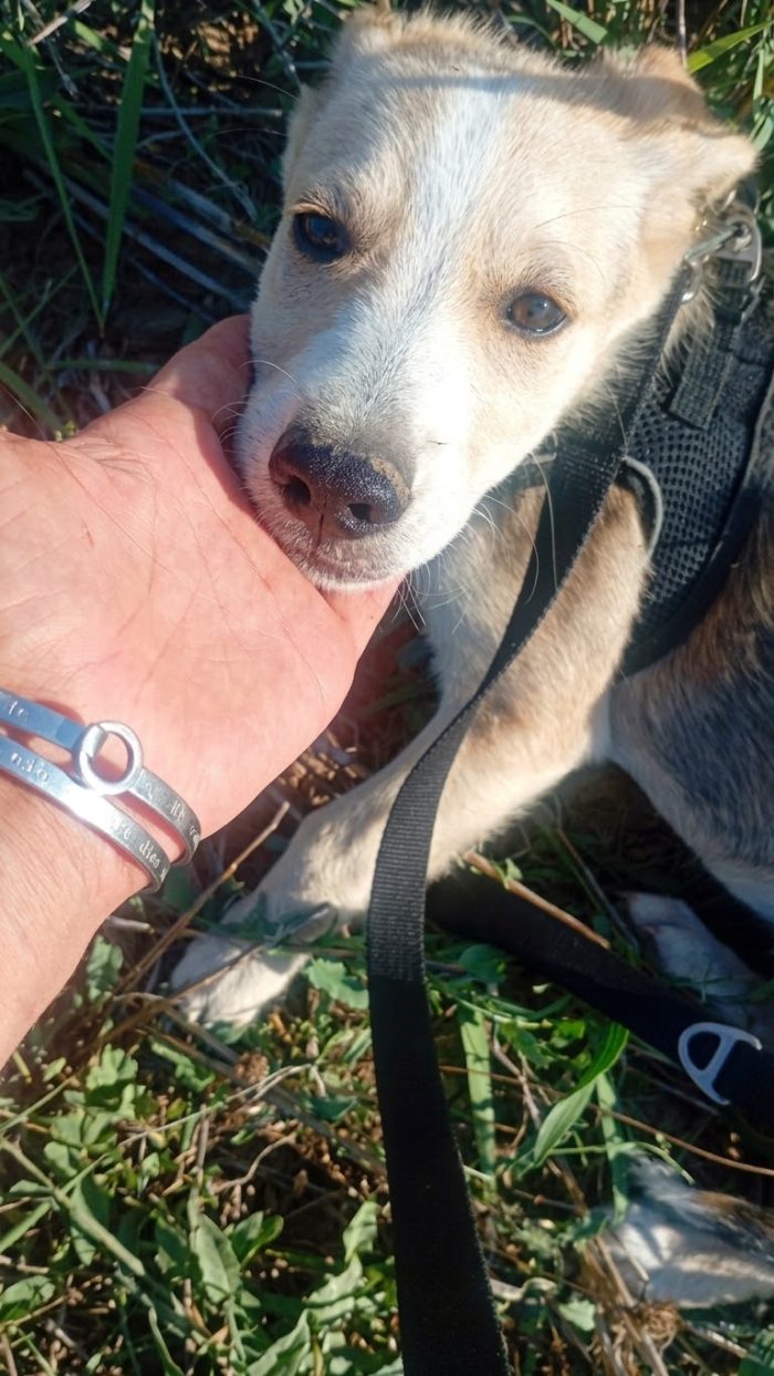 Adele, simil labradorina - media 6