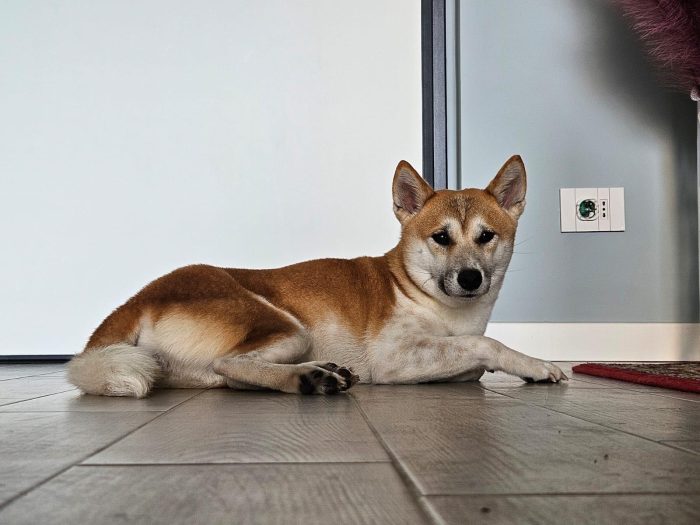 Nya Shiba Inu cerca casa