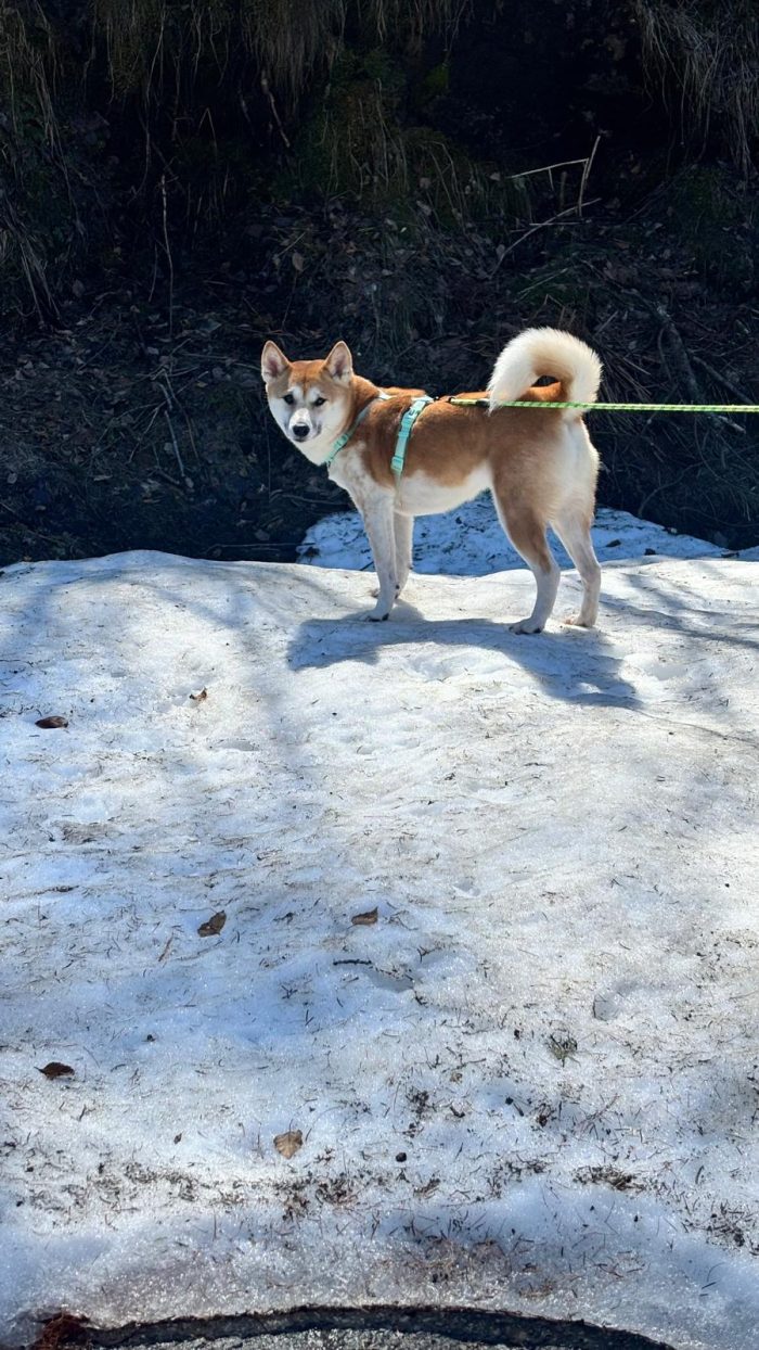 Nya Shiba Inu cerca casa