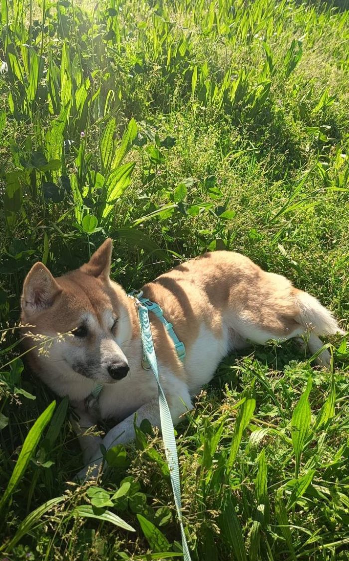 Nya Shiba Inu cerca casa