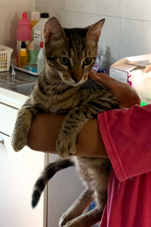 SCHEGGIA GATTINO CERCA CASA