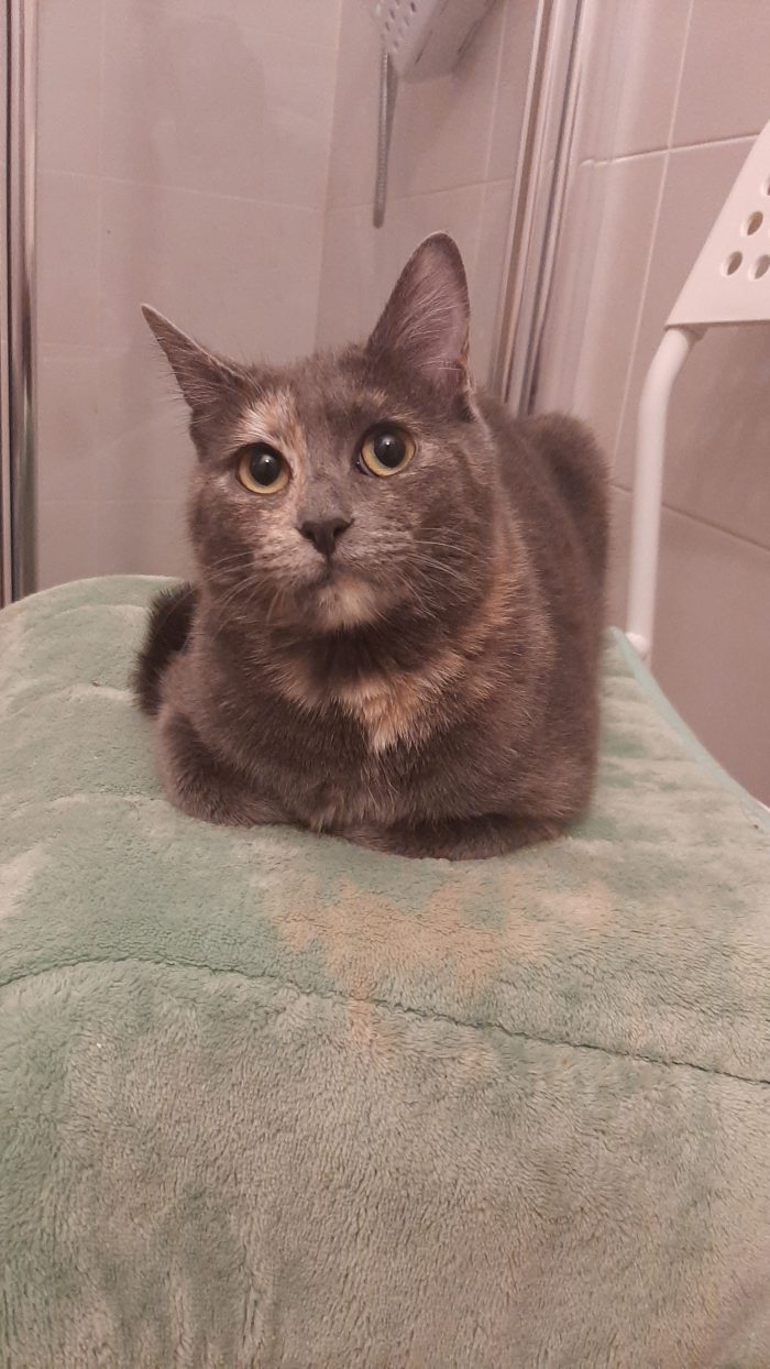 Kira, dolcissima gattona
