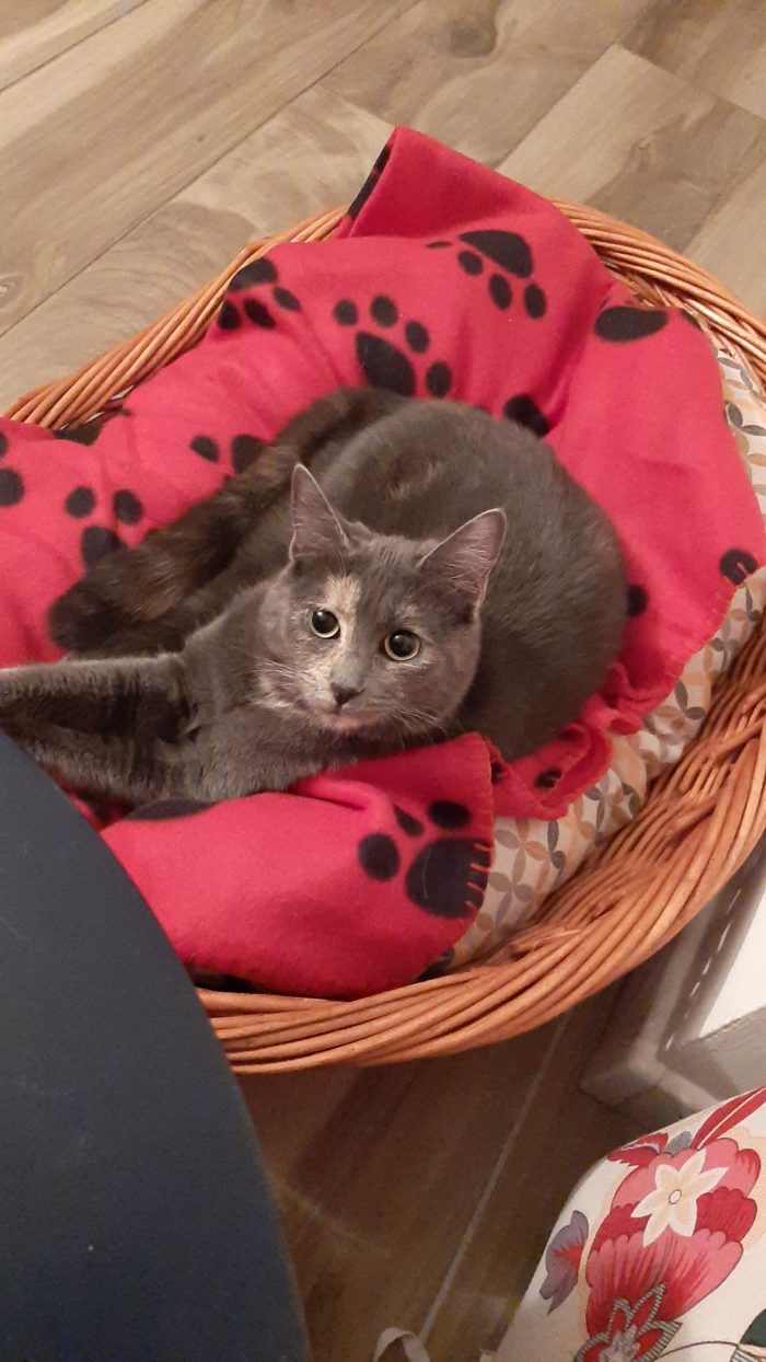 Kira, dolcissima gattona