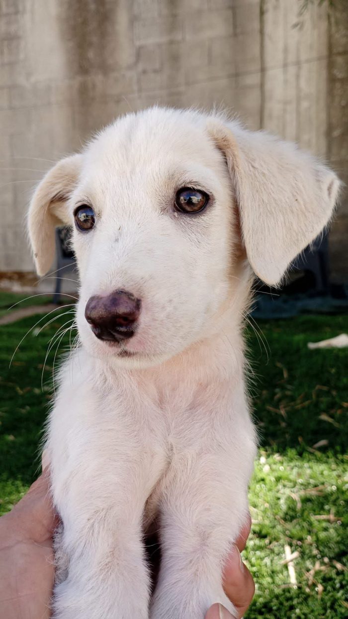 Luchino cagnolino dolce dolce