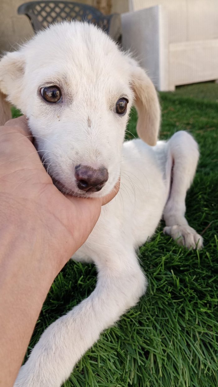 Luchino cagnolino dolce dolce