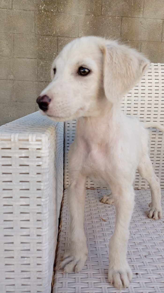 Luchino cagnolino dolce dolce - media 4