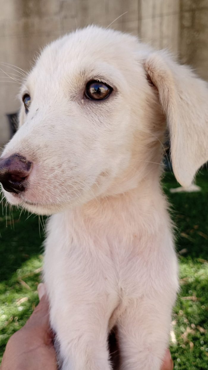 Luchino cagnolino dolce dolce - media 5