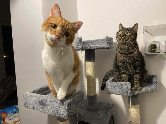 Pippo e Baba