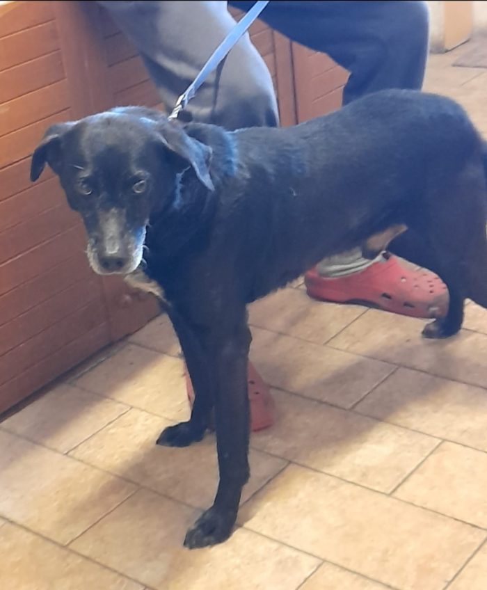 Mozart 6anni kg15,buon carattere,salvato dalla deportazione. EMILIA