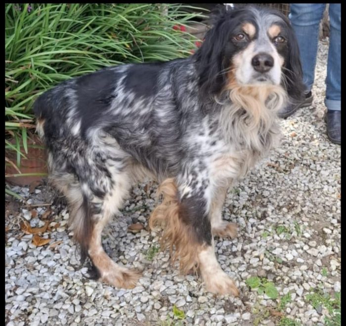 Breton 12anni vive in 1piccolo recinto,padrone deceduto.PISTOIA