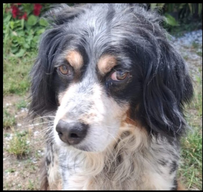 Breton 12anni vive in 1piccolo recinto,padrone deceduto.PISTOIA