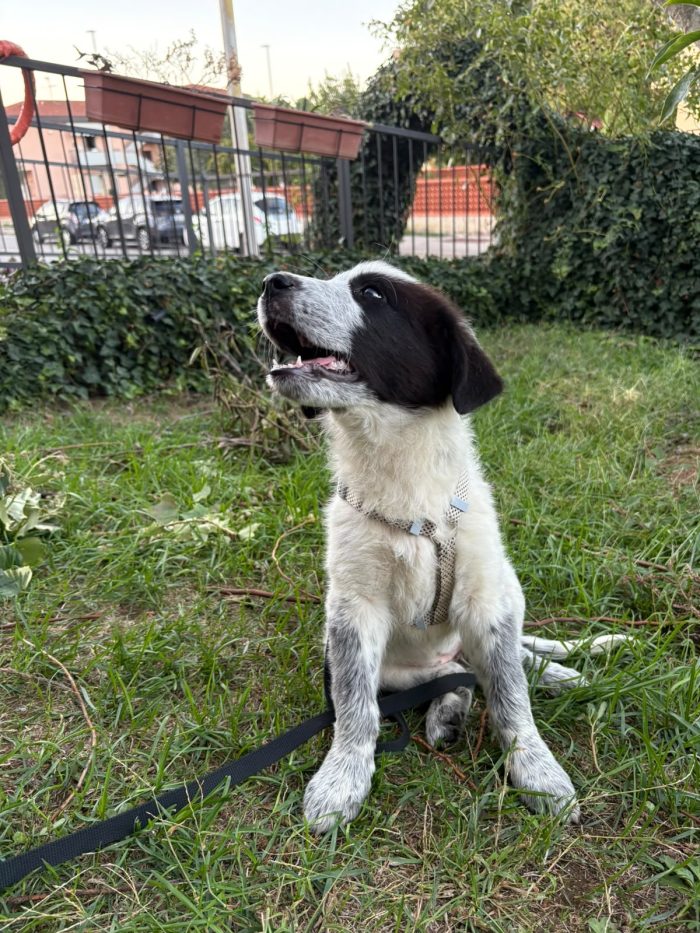 Brenda splendida cucciolotta cerca casa