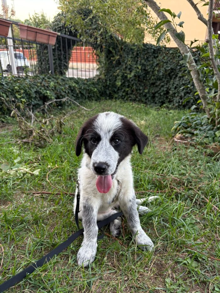 Brenda splendida cucciolotta cerca casa - media 6