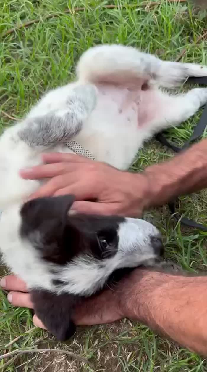 Brenda splendida cucciolotta cerca casa - media 7
