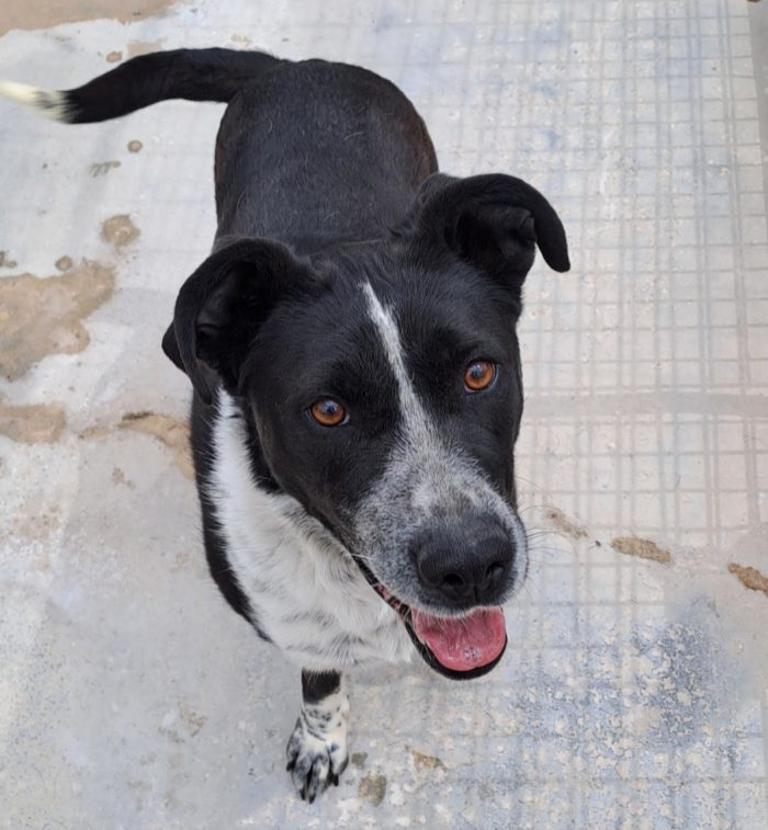 Fenice 5anni mollata nel '22..PUGLIA SOS CASA