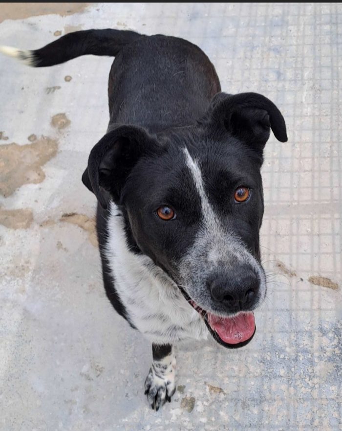 Fenice 5anni mollata nel '22..PUGLIA SOS CASA