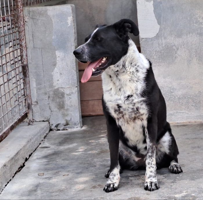 Fenice 5anni mollata nel '22..PUGLIA SOS CASA - media 5