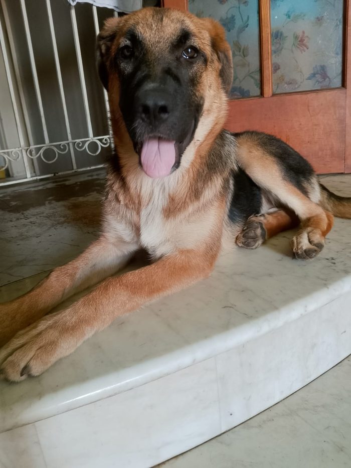Saraby splendida cucciolotta mix pastore