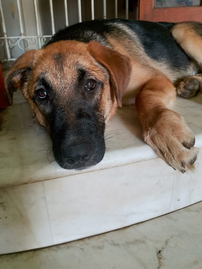 Saraby splendida cucciolotta mix pastore