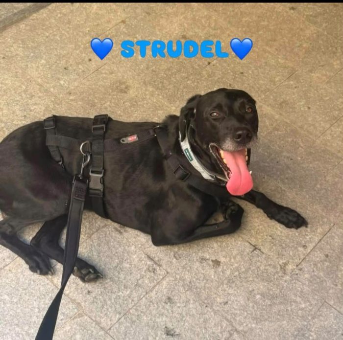 Strudel 7anni tg media,rimasto solo in casa e portato in canile..è disperato! Prov.Alessandria