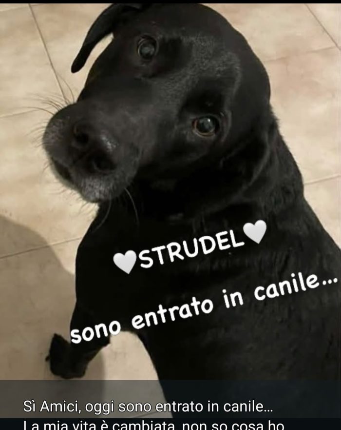 Strudel 7anni tg media,rimasto solo in casa e portato in canile..è disperato! Prov.Alessandria