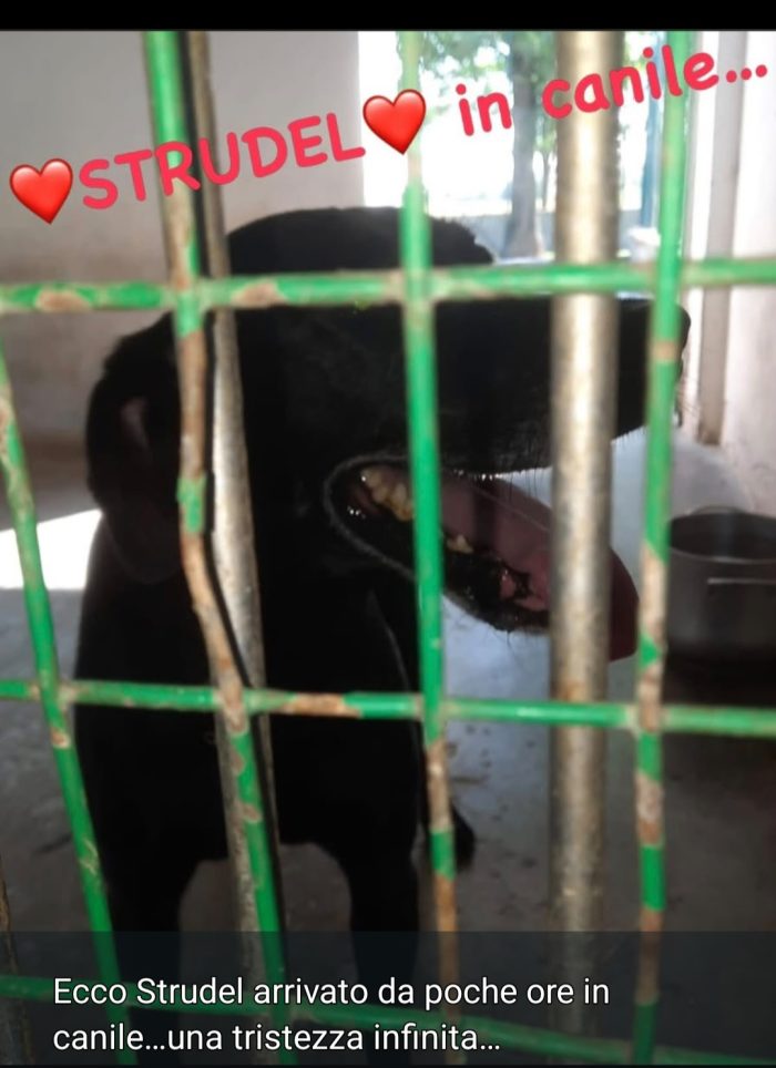 Strudel 7anni tg media,rimasto solo in casa e portato in canile..è disperato! Prov.Alessandria