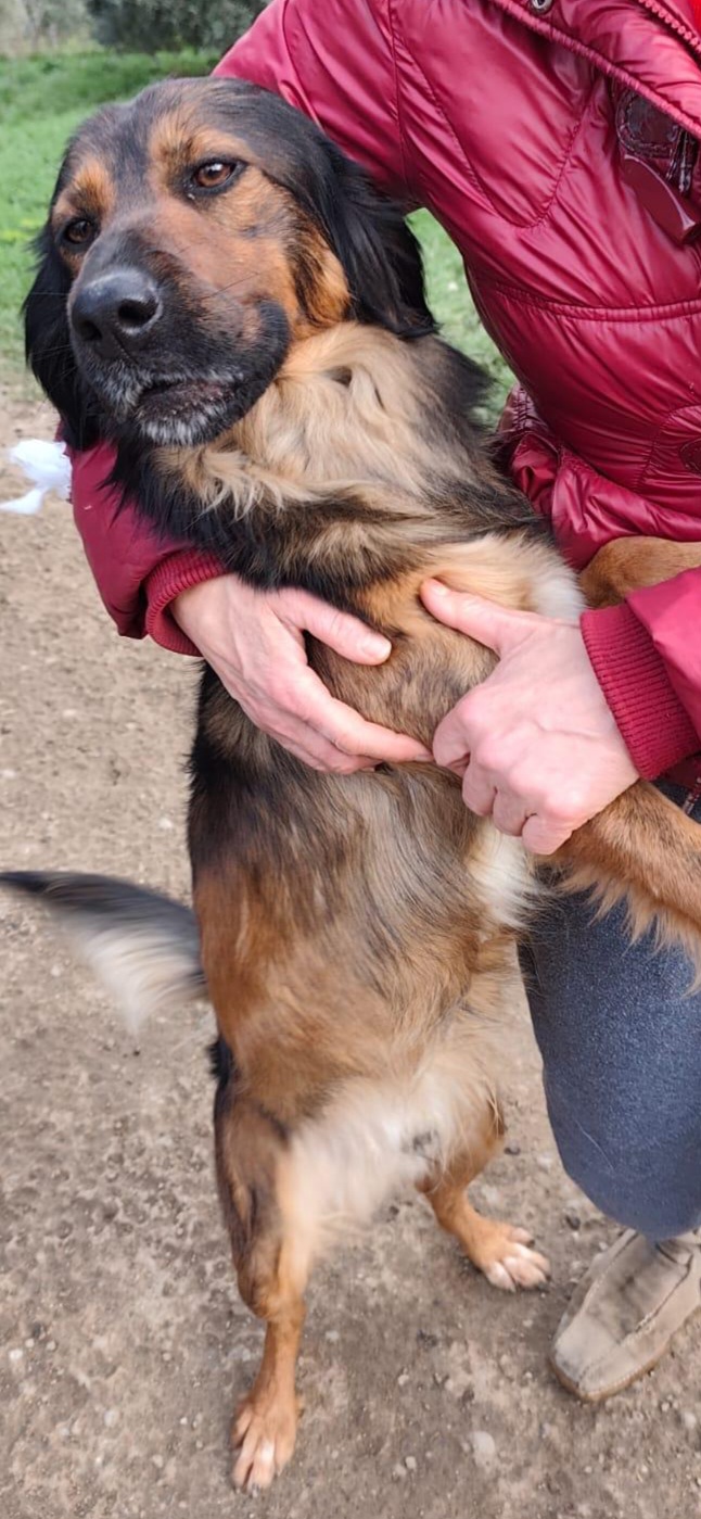 Aron (mamma Setter)2anni e 1/2 in rifugio da cucciolo.PROV COSENZA - media 8