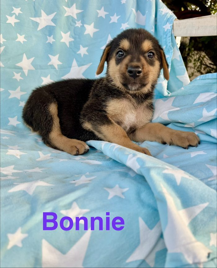 Bonnie il cane che sorride