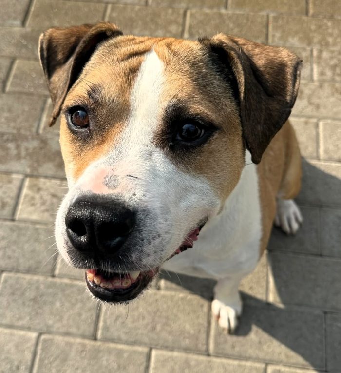 GOLD BELLISSIMO AMSTAFF