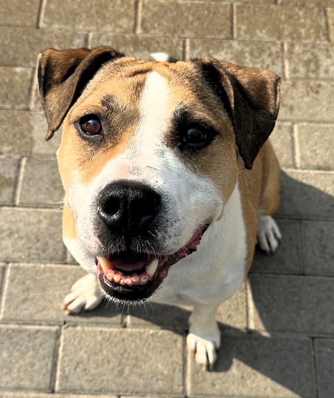 GOLD BELLISSIMO AMSTAFF