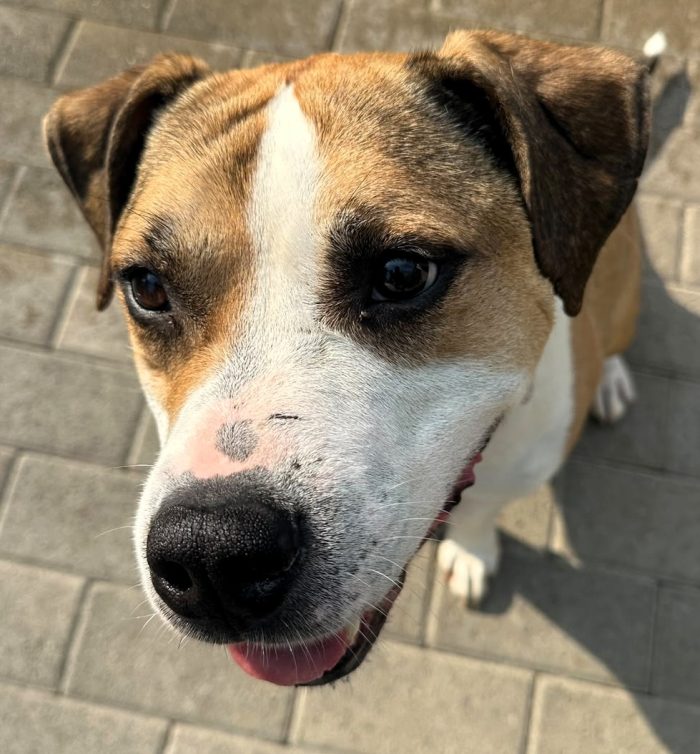 GOLD BELLISSIMO AMSTAFF