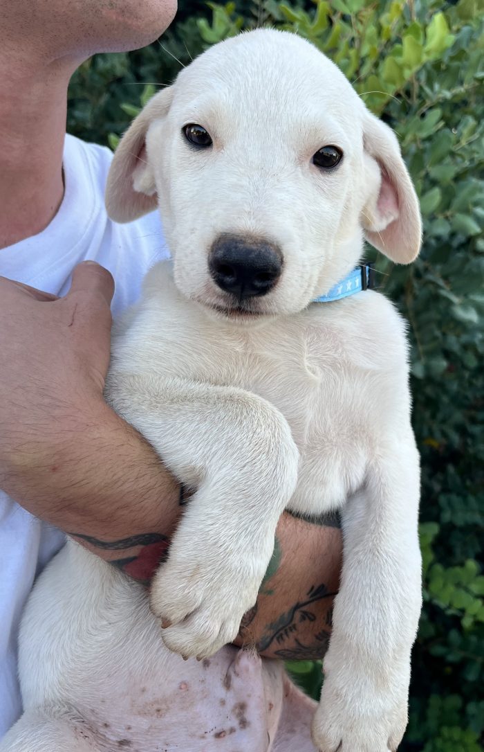 Bubu, tenero orsetto