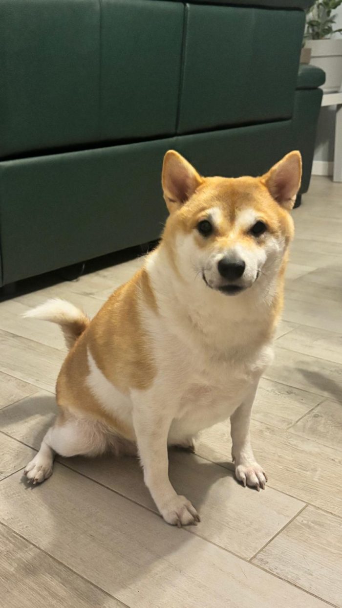 Hachi cerca famiglia