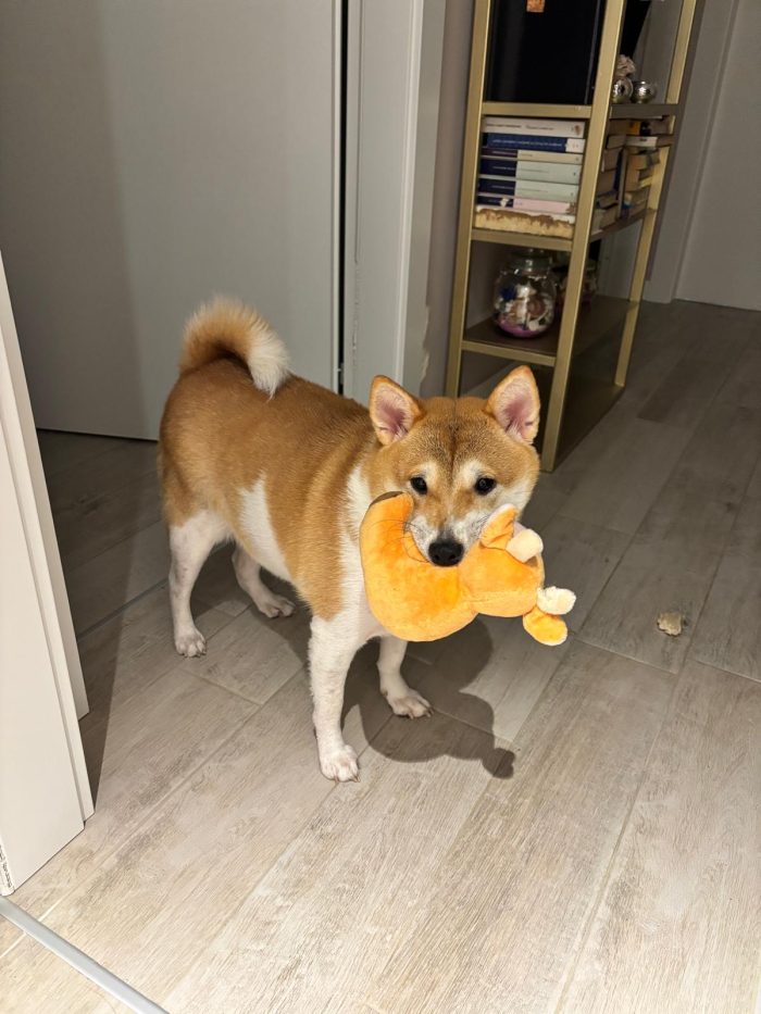 Hachi cerca famiglia