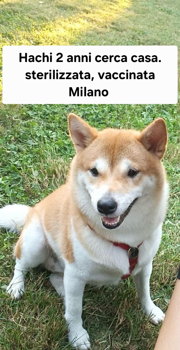 Hachi cerca famiglia