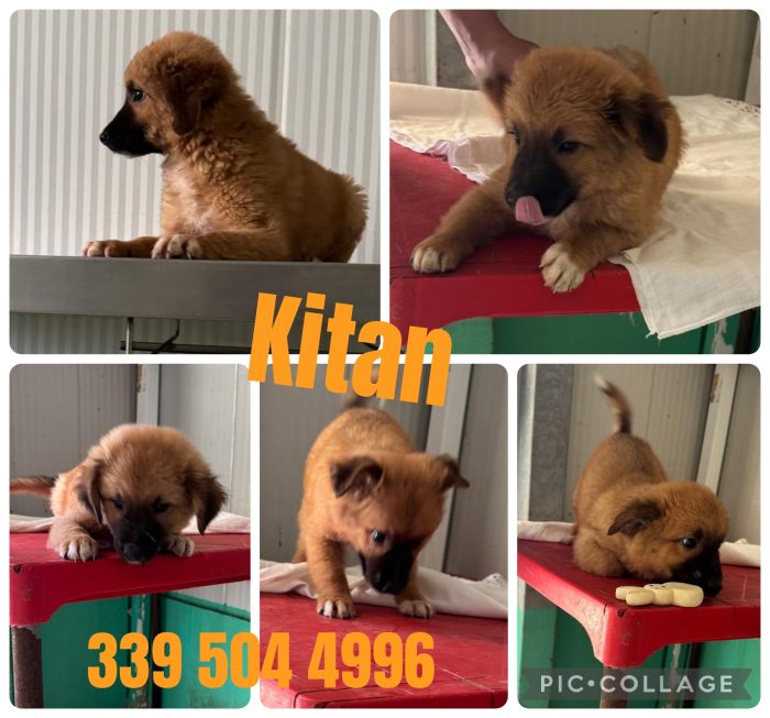 Kitan cucciolo di due mesi