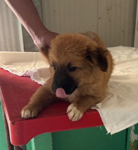 Kitan cucciolo di due mesi