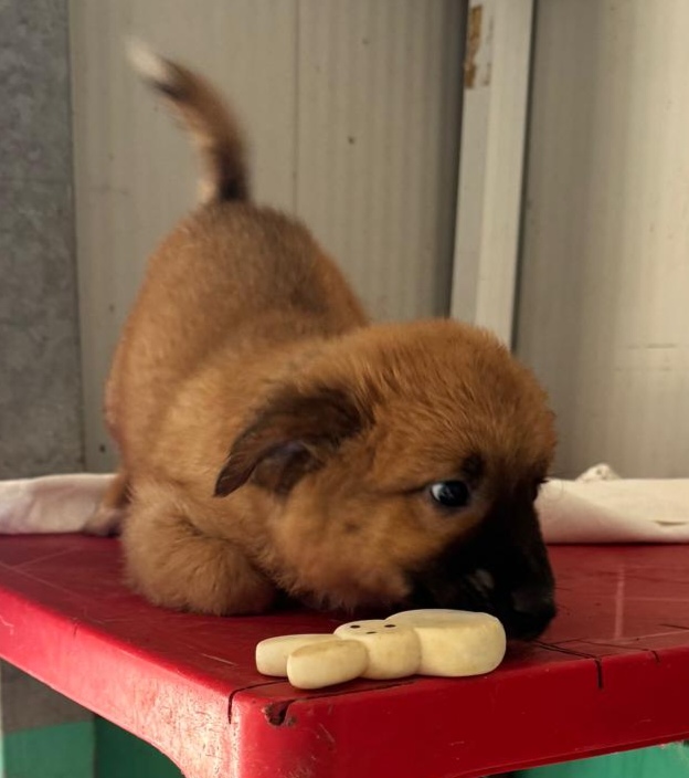 Kitan cucciolo di due mesi