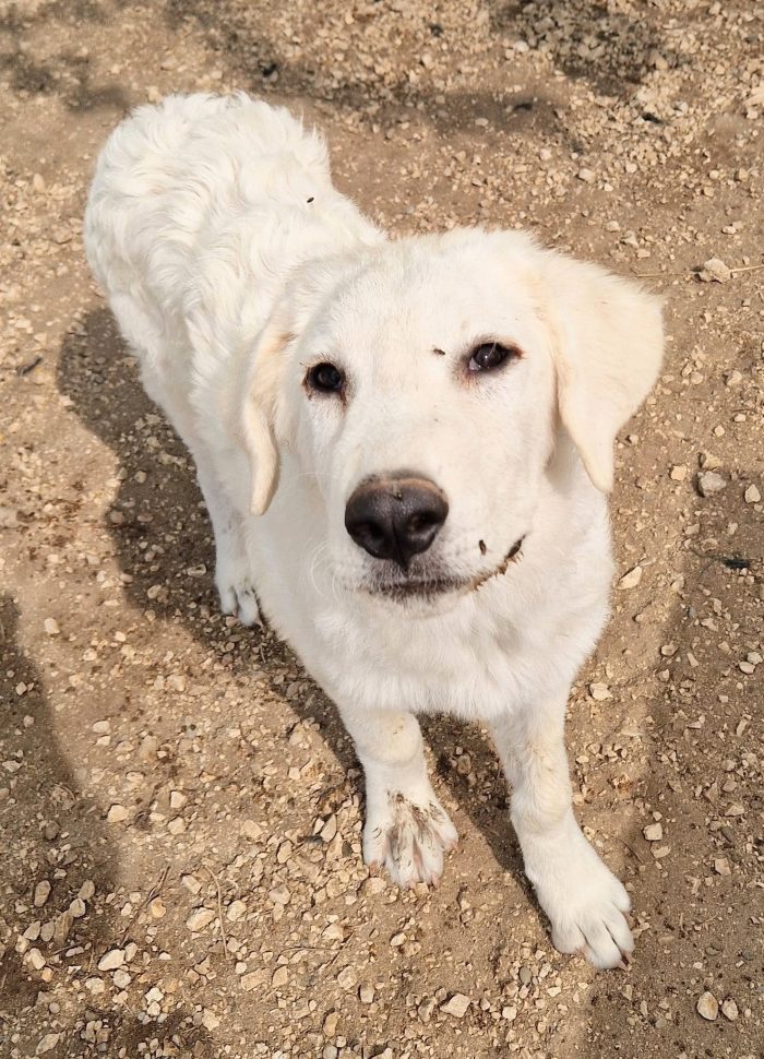 BALOO,IN CANILE,ADOTTABILEIN TUTTA ITALIA!