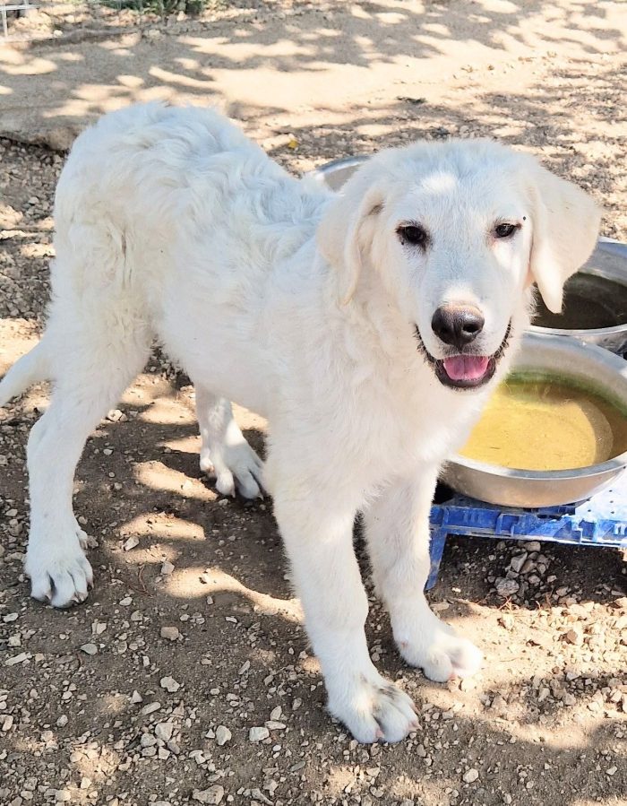 BALOO,IN CANILE,ADOTTABILEIN TUTTA ITALIA!