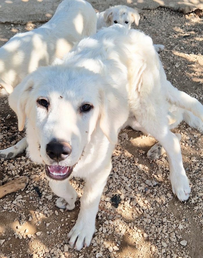 BALOO,IN CANILE,ADOTTABILEIN TUTTA ITALIA! - media 4