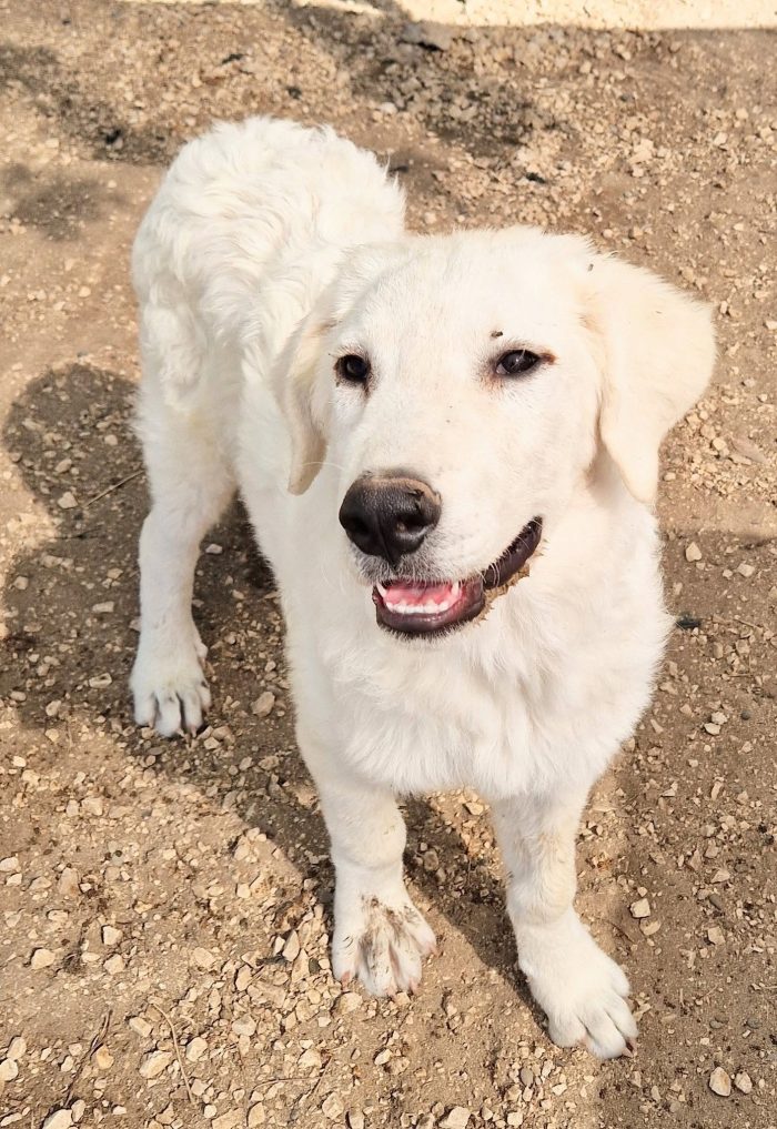 BALOO,IN CANILE,ADOTTABILEIN TUTTA ITALIA!