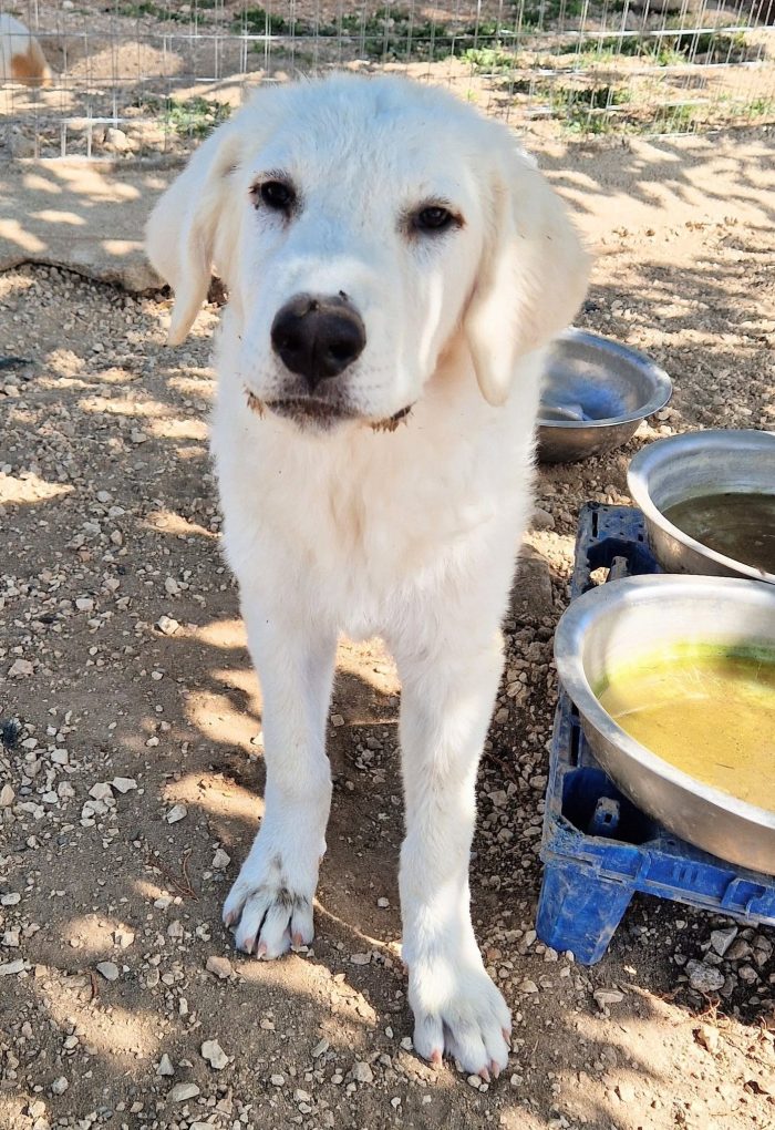 BALOO,IN CANILE,ADOTTABILEIN TUTTA ITALIA! - media 6